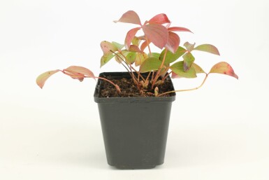 Cornus canadensis 5-10 cm