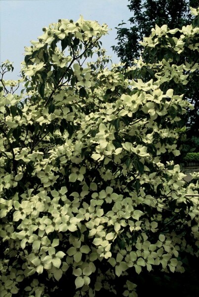 Japanse kornoelje Cornus kousa 'China Girl' Struik 100-125 Pot C12 Cornus kousa 'China Girl' struik 100-125 cm