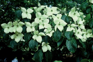 Japanse kornoelje Cornus kousa 'China Girl' Struik 100-125 Pot C12 Cornus kousa 'China Girl' struik 100-125 cm