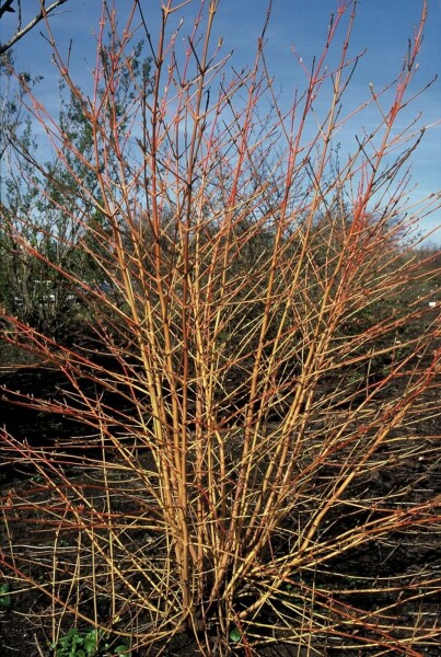 Cornus sanguinea 'Midwinter Fire' C2 20-30