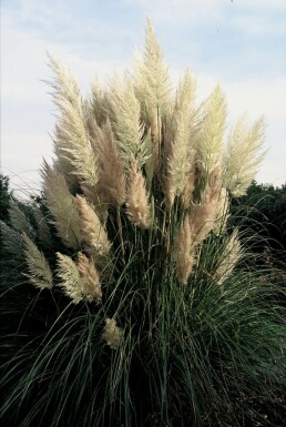 Pampasgras Cortaderia selloana 'Pumila' 5-10 Pot P9 Cortaderia selloana 'Pumila'