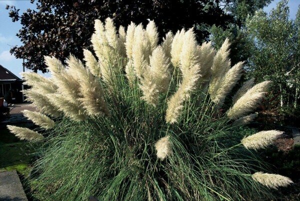 Pampasgras Cortaderia selloana 'Pumila' 5-10 Pot P9