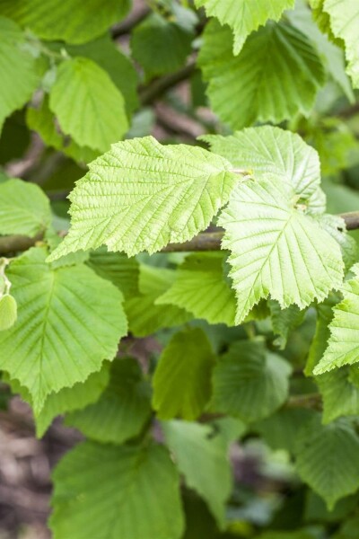 Corylus avellana C12 100-120