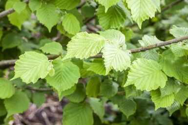 Corylus avellana C12 100-120