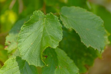 Corylus avellana C12 100-120
