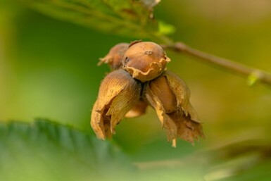 Corylus avellana C12 100-120