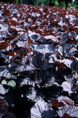 Roodbladige hazelaar Corylus maxima 'Purpurea' Struik 20-30 Pot C3