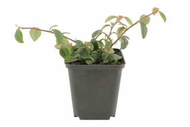 Dwergmispel Cotoneaster dammeri 5-10 Pot P9 Cotoneaster dammeri