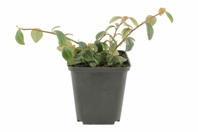 Dwergmispel Cotoneaster dammeri 5-10 Pot P9