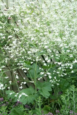 Zeekool Crambe cordifolia 5-10 Pot P9 Crambe cordifolia