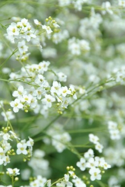 Zeekool Crambe cordifolia 5-10 Pot P9 Crambe cordifolia