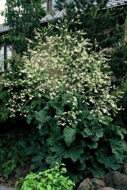 Zeekool Crambe cordifolia 5-10 Pot P9 Crambe cordifolia