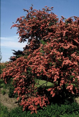 Tweestijlige meidoorn Crataegus laevigata 'Paul's Scarlet' Struik 100-120 Pot C12 Crataegus laevigata 'Paul's Scarlet'