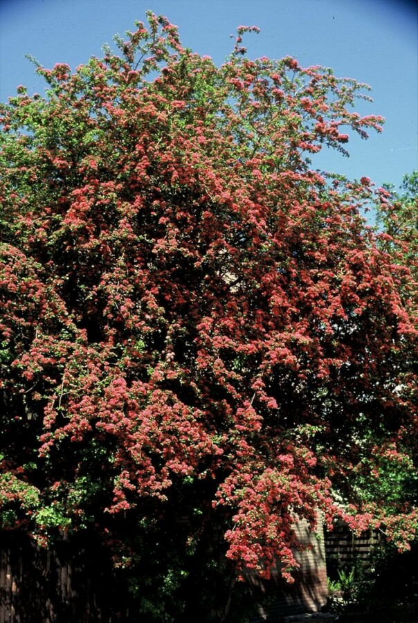 Tweestijlige meidoorn Crataegus laevigata 'Paul's Scarlet' Struik 100-120 Pot C12 Crataegus laevigata 'Paul's Scarlet' struik 100-120 cm