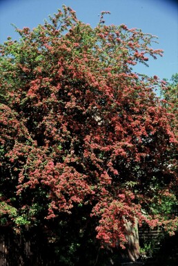 Tweestijlige meidoorn Crataegus laevigata 'Paul's Scarlet' Struik 100-120 Pot C12