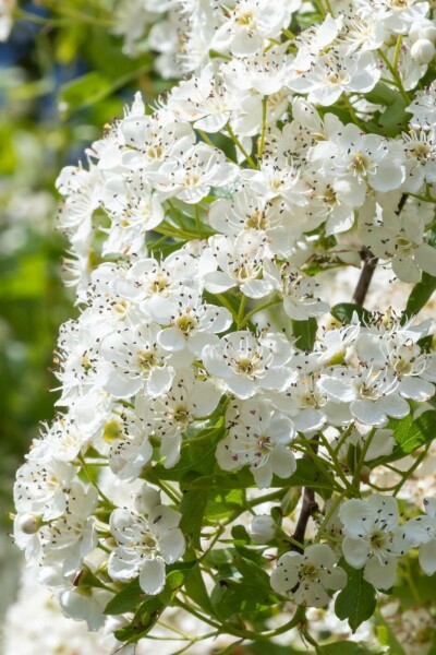 Tweestijlige meidoorn Crataegus laevigata 'Plena' Struik 100-125 Pot C12 Crataegus laevigata 'Plena' struik 100-125 cm