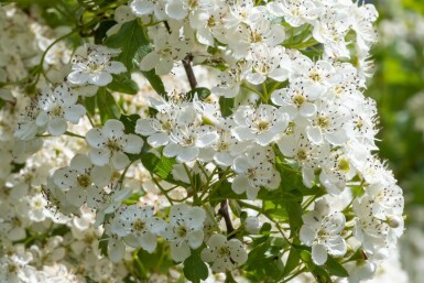Tweestijlige meidoorn Crataegus laevigata 'Plena' Struik 100-125 Pot C12 Crataegus laevigata 'Plena'