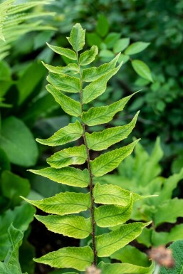 IJzervaren Cyrtomium falcatum 5-10 Pot P9 Cyrtomium falcatum