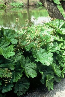 Schildblad Darmera peltata 5-10 Pot P9 Darmera peltata