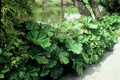 Schildblad Darmera peltata 5-10 Pot P9 Darmera peltata