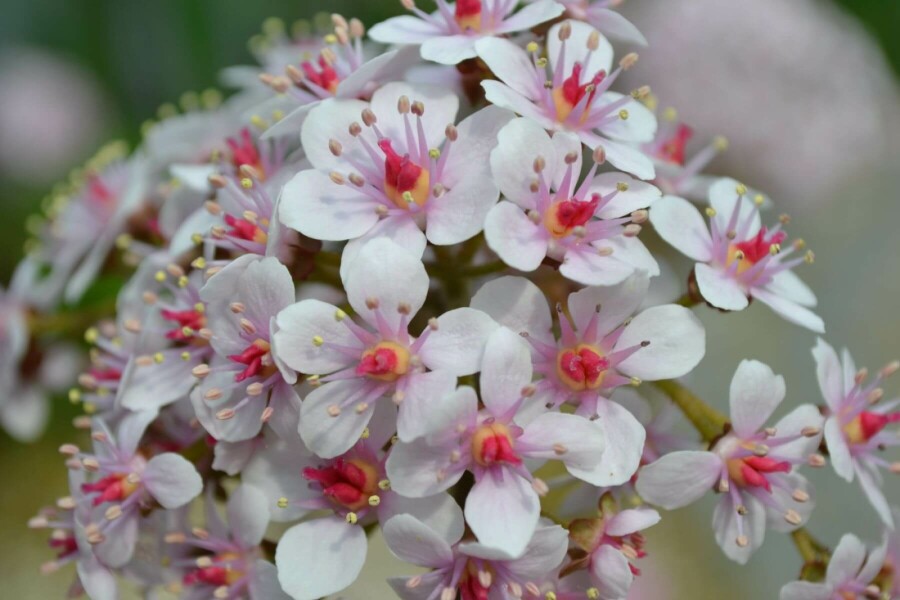 Schildblad Darmera peltata 5-10 Pot P9 Darmera peltata