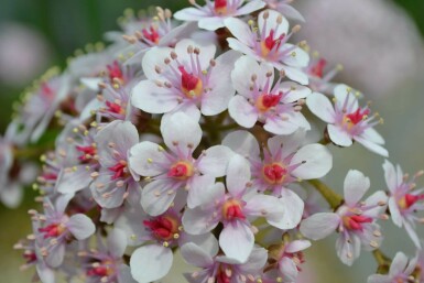 Schildblad Darmera peltata 5-10 Pot P9 Darmera peltata