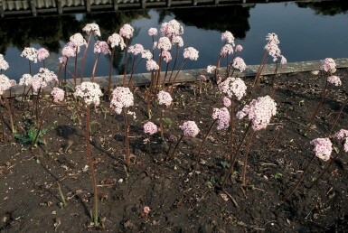 Schildblad Darmera peltata 5-10 Pot P9 Darmera peltata