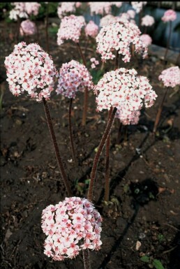 Schildblad Darmera peltata 5-10 Pot P9