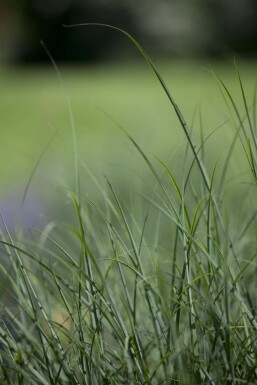 Ruwe smele Deschampsia cespitosa 5-10 Pot P9 Deschampsia cespitosa