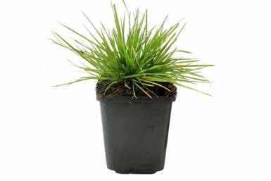 Ruwe smele Deschampsia cespitosa 5-10 Pot P9