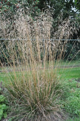 Gewone smele Deschampsia cespitosa 'Goldschleier' 5-10 Pot P9