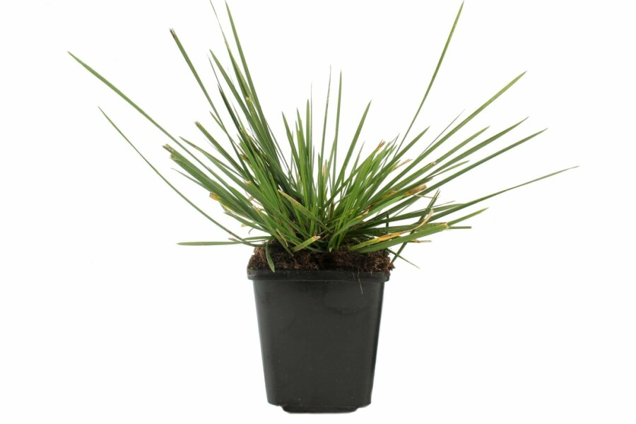 Gewone smele Deschampsia cespitosa 'Goldschleier' 5-10 Pot P9 Deschampsia cespitosa 'Goldschleier'