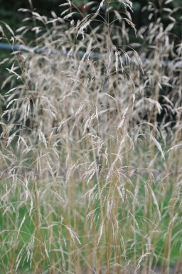 Gewone smele Deschampsia cespitosa 'Goldschleier' 5-10 Pot P9