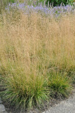 Ruwe smele Deschampsia cespitosa 'Goldtau' 5-10 Pot P9 Deschampsia cespitosa 'Goldtau'