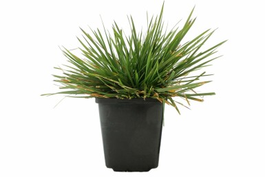 Ruwe smele Deschampsia cespitosa 'Goldtau' 5-10 Pot P9 Deschampsia cespitosa 'Goldtau'