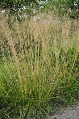 Ruwe smele Deschampsia cespitosa 'Goldtau' 5-10 Pot P9