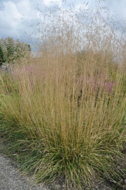 Ruwe smele Deschampsia cespitosa 'Goldtau' 5-10 Pot P9