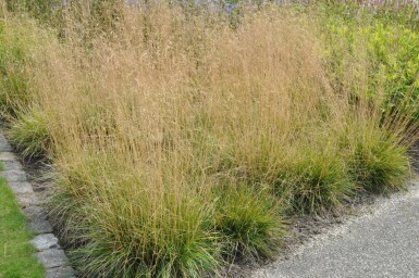 Ruwe smele Deschampsia cespitosa 'Goldtau' 5-10 Pot P9