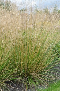 Ruwe smele Deschampsia cespitosa 'Goldtau' 5-10 Pot P9