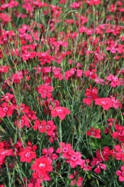 Steenanjer Dianthus deltoides 'Brilliant' 5-10 Pot P9