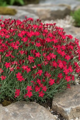 Steenanjer Dianthus deltoides 'Flashing Light' 5-10 Pot P9 Dianthus deltoides 'Flashing Light'