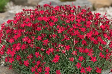 Dianthus deltoides 'Flashing Light'