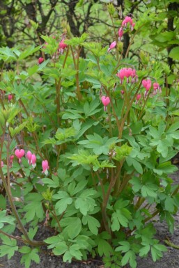 Gebroken hartje Dicentra spectabilis 5-10 Pot P9