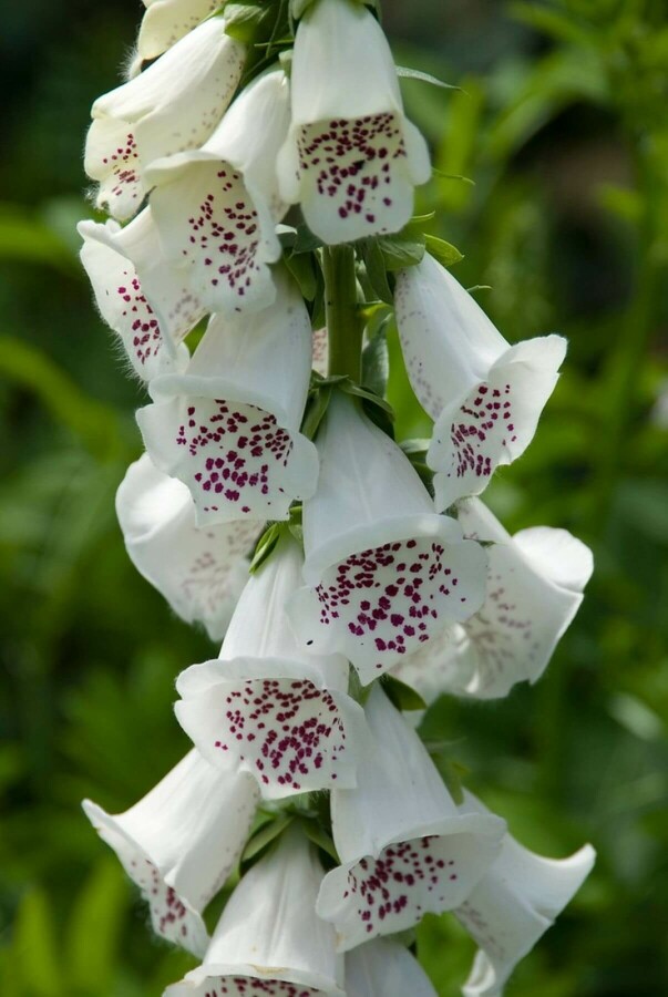 Digitalis purpurea 'Alba' Digitalis purpurea 'Alba'