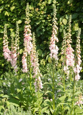 Vingerhoedskruid Digitalis purpurea 'Apricot' 5-10 Pot P9