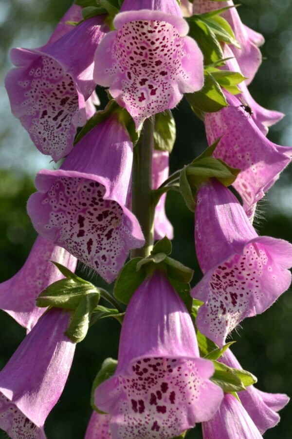 Digitalis purpurea 'Gloxiniiflora' Digitalis purpurea 'Gloxiniiflora'