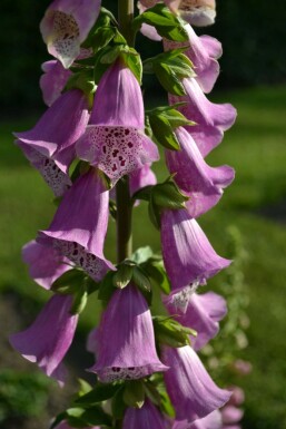 Vingerhoedskruid Digitalis purpurea 'Gloxiniiflora' 5-10 Pot P9