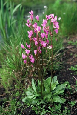 Twaalfgodenkruid Dodecatheon meadia 5-10 Pot P9