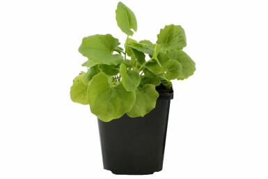 Voorjaarszonnebloem Doronicum orientale 5-10 Pot P9