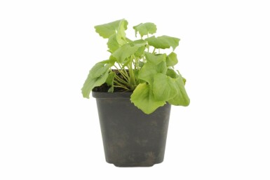 Voorjaarszonnebloem Doronicum orientale 'Magnificum' 5-10 Pot P9 Doronicum orientale 'Magnificum'